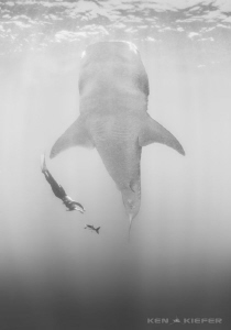 Freediving with a  Giant by Ken Kiefer 